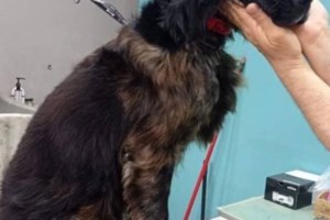 Αδιανόητη κτηνωδία στην Κρήτη: Επιχείρησαν να ευνουχίσουν σκύλο με μεταλλικό tire up - Προσοχή σκληρές εικόνες