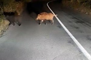 Εύβοια: Μοτοσικλετιστής συγκρούστηκε με αγριογούρουνα και κατέληξε στο νοσοκομείο