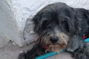 Ρώσος Κροίσος έφτιαξε 17 υπερπολυτελείς σουίτες στην Ελούντα μόνο για... Ρώσους τουρίστες - εικόνα 3