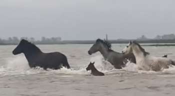 Εντυπωσιακό βίντεο από το Δέλτα Εβρου: Αγέλη αλόγων διασχίζει τα ορμητικά νερά του φουσκωμένου ποταμού