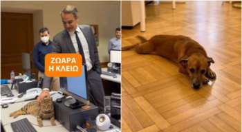 Τρέμε... Πίνατ: Η Κλειώ κάνει "ζωάρα" στο Μαξίμου - Το βίντεο Μητσοτάκη για το νέο κατοικίδιο της κυβέρνησης