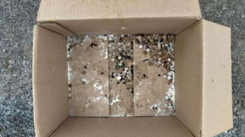 Φρίκη στη Ν. Αγχίαλο με πέντε νεκρά σκυλάκια – Τα δολοφόνησαν με φρικτό τρόπο