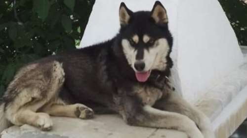 Στο αρχείο η υπόθεση της άγριας κακοποίησης και θανάτου του Όλιβερ, του χάσκι στην Αράχωβα