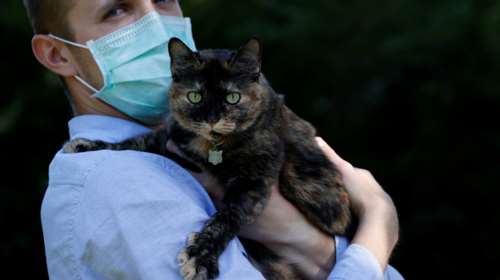 Ανέρρωσε η Παπίλ, η πρώτη γάτα που προσβλήθηκε από κορoνοϊό στη Γαλλία