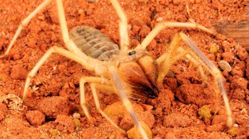 Camel Spider: Εμφανίστηκαν και στην Ελλάδα οι τρομακτικές αράχνες - Πόσο επικίνδυνες είναι
