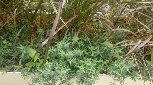 Ακτιβισμός με... φούντες: Γέμισαν με δενδρύλια χασίς τις ζαρντινιέρες στον Μεγάλο Περίπατο [εικόνες]