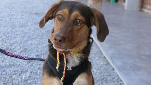 Η μαμά της Μόκα είναι μια σετερίνα τρίχρωμη και ο μπαμπάς της είναι προφανώς σοκολάτα γάλακτος