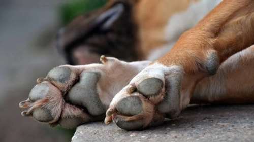 Λαμία: Σκύλος βρέθηκε σε άθλια κατάσταση σε περιφραγμένο οικόπεδο - Συνελήφθη 44χρονος