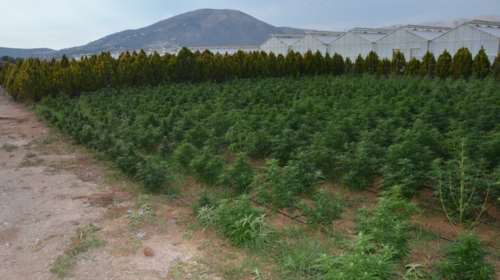 Αττική: &quot;Βιτρίνα&quot; η βιομηχανική κάνναβη - Αυτό είναι το &quot;δάσος&quot; με τα 46.000 δενδρύλλια [Βίντεο-Εικόνες]