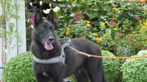 Σώστε ένα αδεσποτάκι: Θα είναι ο σκύλος σας και εσείς ο άνθρωπός της - Θα ζει μόνο για σας, και θα ναι ευτυχισμένη