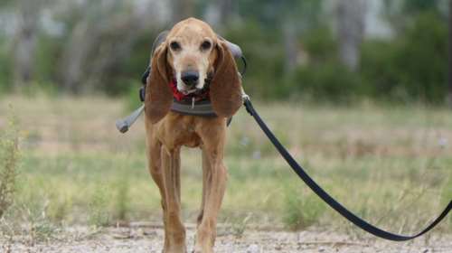 Σώστε ένα αδεσποτάκι: Αν μ&#39; αγαπούσες θα &#39;ταν οι μέρες μας γιορτές, θα με φιλούσες. Θα &#39;μουν το άλλο σου μισό