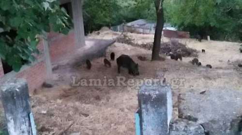 Απίστευτο: Εισβολή αγριογούρουνων σε σπίτια στη δυτική Φθιώτιδα [βίντεο]