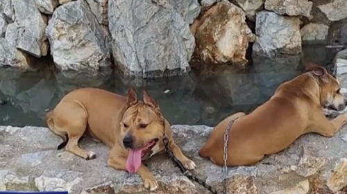 Βίντεο ντοκουμέντο από τη φονική επίθεση με τόξο σε σκύλο: Τι λέει ο ιδιοκτήτης του άτυχου ζώου - Οι κινήσεις του δράστη