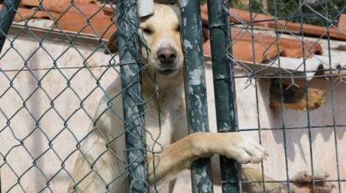 Φωτιές - Προετοιμαστείτε Τι επιβάλλεται να κάνετε για να μην κινδυνεύσουν τα ζώα σας - Πώς θα τα σώσετε