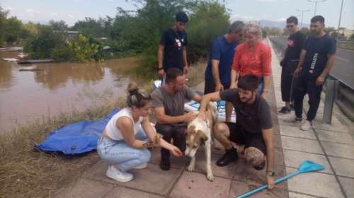 Συγκινητικό: Mπήκαν στα λασπόνερα και έσωσαν σκύλο με SUP στη Λάρισα