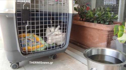 Μόνο αγανάκτηση: Εγκατέλειψαν τον σκύλο τους κλεισμένο στο κλουβί του, ανάμεσα σε θάμνους, στο αεροδρόμιο &quot;Μακεδονία&quot;