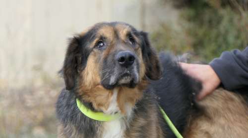 Παρόλο που είναι τυφλός, του αρέσει πολύ η βόλτα -  O Πανκ σε κάνει να αναρωτιέσαι πώς να ήταν άραγε όταν έβλεπε