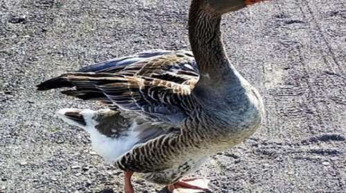 Κτηνωδία στην Αρκαδία: Σκότωσαν τη χήνα - μασκότ της Σαμπατικής για να κλέψουν