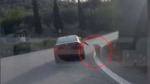 Εικόνες ντροπής στο Ναύπλιο: Συνοδηγός αυτοκινήτου κρατά δεμένο σκύλο που αναγκάζεται να τρέχει - &quot;Γιατί έτσι μας αρέσει&quot;