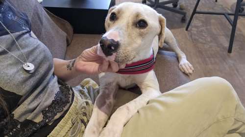 Σώστε ένα αδεσποτάκι: Ο Αλμπι με την καρδιά στη μύτη - &quot;Πού ήσουνα τόσο καιρό; Μου έλειψες&quot;