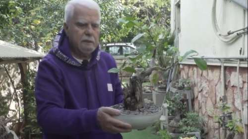 Ο κήπος με τα 130 μπονζάι στη Νέα Σμύρνη - 25 χρόνια μιας τέχνης που μεγαλώνει μαζί με τον χρόνο