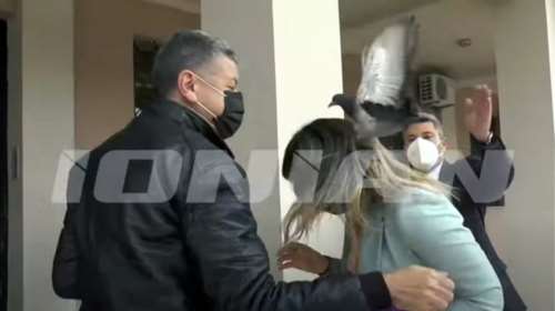 &quot;Επίθεση&quot; από περιστέρι δέχτηκε η Σοφία Ζαχαράκη στην Κεφαλονιά