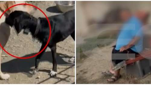 Κτηνωδία στην Κρήτη - Εξοργιστικός ο 67χρονος: &#39;&#39;Έβαλα το ηλεκτρικό κολάρο στο σκύλο για να τον εκπαιδεύσω&#39;&#39;