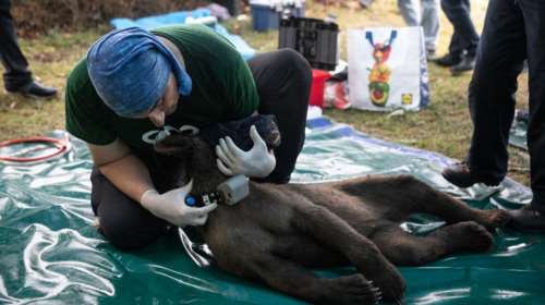 Το AQUA Carpatica στηρίζει το έργο του ΑΡΚΤΟΥΡΟΥ συμβάλλοντας στη λειτουργία της Ομάδας Άμεσης Επέμβασης