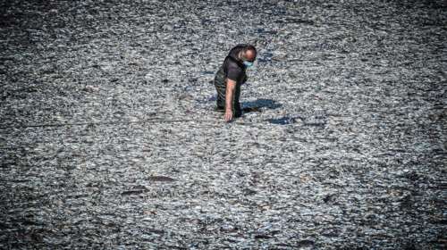 Σχηματίστηκε η δικογραφία για τα ψάρια της λίμνης Κάρλας που μόλυναν τον Παγασητικό - Εκατοντάδων σελίδων το πόρισμα