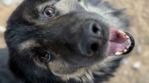 Όταν ήταν μικρός ο Μαξ, κάποιος θεώρησε σωστό να του βάλει ένα σχοινί στο λαιμό...