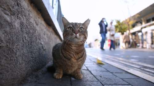 Φρίκη στη Λέσβο: Συνελήφθη 62χρονος που σκότωσε γάτα με καλάμι ψαρέματος