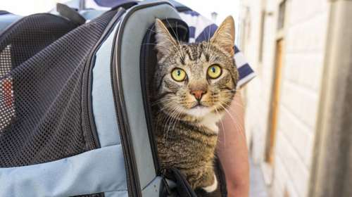 Σχεδιάζετε ταξίδι με τη γάτα σας; Πώς θα το κάνετε  με το λιγότερο δυνατόν άγχος και για τους δυο σας