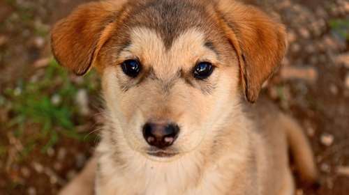 O Μάρλεϊ έστειλε την επιθυμία του στον Αγιο Βασίλη: Τις πρώτες γιορτές της ζωούλας του, να τις περάσει σε ένα ζεστό σπίτι