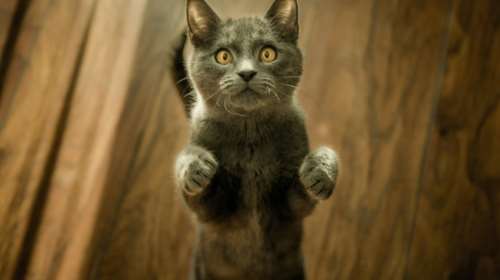 Τα πιο συνηθισμένα λάθη όταν παίζουμε με τη γάτα μας: Πώς να αποφύγετε &quot;παρεξηγήσεις&quot;