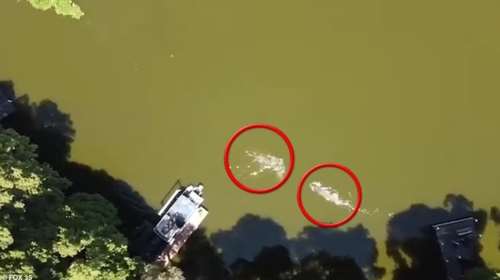 Η απίστευτη στιγμή που πυροσβέστης δέχεται επίθεση από αλιγάτορα και επιβιώνει από θαύμα - Τρομακτικό βίντεο