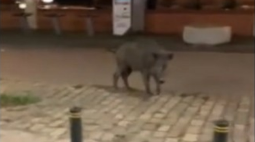 Θεσσαλονίκη: Νέα... μερακλίδικη βόλτα του αγριογούρουνου - Πήγε σε λιμάνι και λαδάδικα