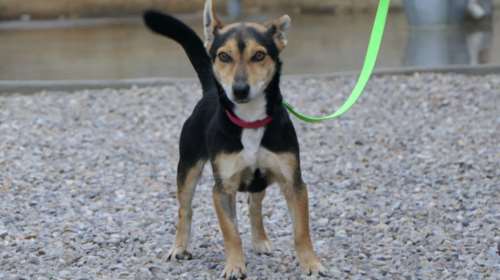 Ο Σκούτερ είναι κάτι ανάμεσα σε Πίνσερ και Τζακ Ράσελ: Ένα βλέμμα του ρίχνεις και καταλαβαίνες με τι έχεις να κάνεις