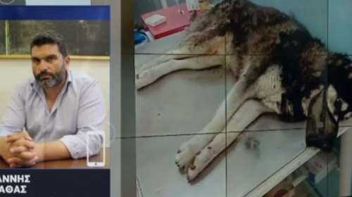 Δήμαρχος Αράχωβας για τον βασανισμό του Ολιβερ: &quot;Μέχρι να βρεθεί ο ένοχος δεν κοιμόμαστε, δεν υπάρχει συγκάλυψη&quot;