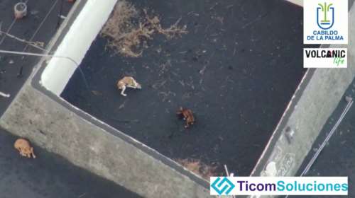 Συγκινητικό: Μεγάλη επιχείρηση διάσωσης με drone τριών σκύλων που έχουν εγκλωβιστεί στο ηφαίστειο [Εικόνες]