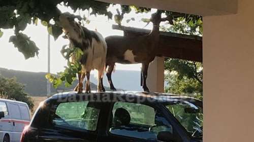 Λαμία: Οι κατσίκες ανέβηκαν στο αυτοκίνητό της για να φτάσουν τη ...μουριά [εικόνες]