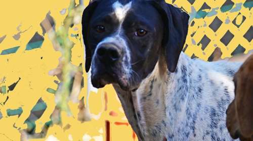 Ο Πόγκο είναι Pointer και ευτυχώς παντελώς ακατάλληλος για κυνήγι - Αλλωστε γι&#39; αυτό εγκαταλείφθηκε