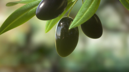 Ελαιόλαδο: Τα &quot;μυστικά&quot; της ποιότητας και ποιο ελαιόλαδο επιλέγουμε για ποια χρήση