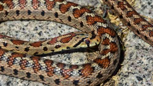 Θεσσαλονίκη: Οχιά δάγκωσε εθελόντρια ερπετολόγο σε σχολείο - Διασωληνώθηκε η 39χρονη