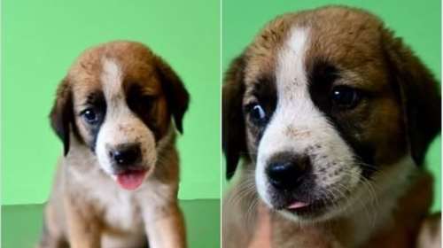 Ο πιο όμορφος κούταβος του καλοκαιριού: Ο Τζαφάρ είναι ένας φανταστικός χαρακτήρας που θα γίνει... κάμποσος, όχι καμπόσος