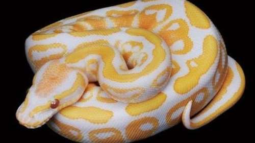 Βρετανία: Διάρρηξη με λεία  χρυσοκάστανο &quot;θησαυρό&quot; - Εκλεψε 15 βασιλικούς πύθωνες