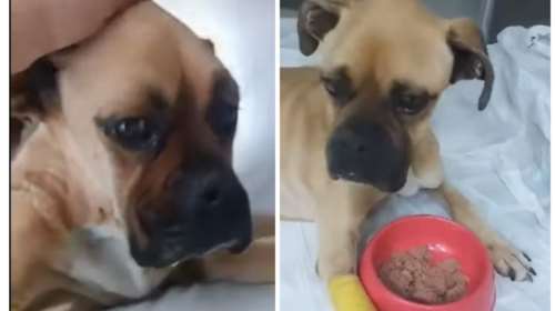Boxer: Η Νίκη ξεκίνησε να τρώει αλλά η κατάσταση είναι κρίσιμη - Μεταφέρθηκε στην Πάτρα