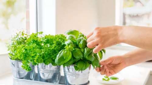 Γιατί πρέπει να προσθέσεις περισσότερα μυρωδικά στα πιάτα σου;