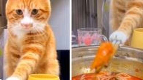 Viral απόλυτα συγκεντρωμένος γάτος  κλέβει φαγητό... με τσοπ-στικς  (Βίντεο)