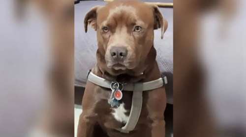 Ηράκλειο: Επαθε κρίση επιληψίας και ο σκύλος του έσωσε τη ζωή - &quot;Αρχισε να γαβγίζει σαν τρελός&quot;