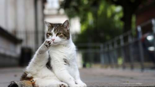 Ο Λάρι, ο διάσημος γάτος της Ντάουνινγκ Στριτ βγήκε από την καραντίνα για βόλτα στο δρόμο